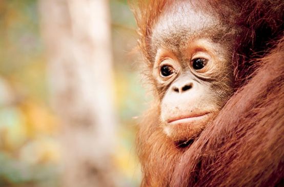 Trauriges Orang-Utan-Baby