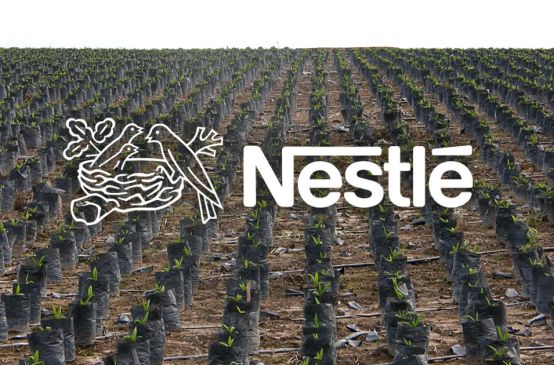 Palmöl Plantage - Nestlé Logo in Vordergrund