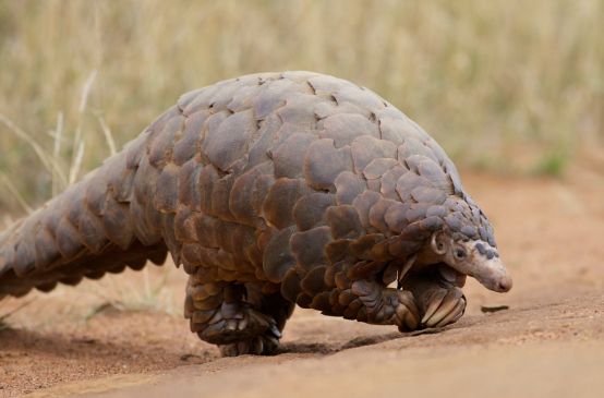 Ein großes Pangolin läuft über eine sandige Fläche