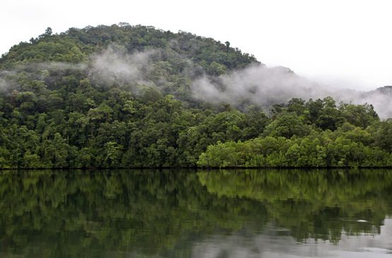 Ein See, an dessen Ufer Regenwald wächst, mit Nebelschwaden