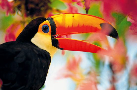 Ein Tucan zwischen bunten Blumen