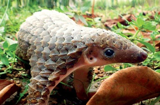 Pangolin