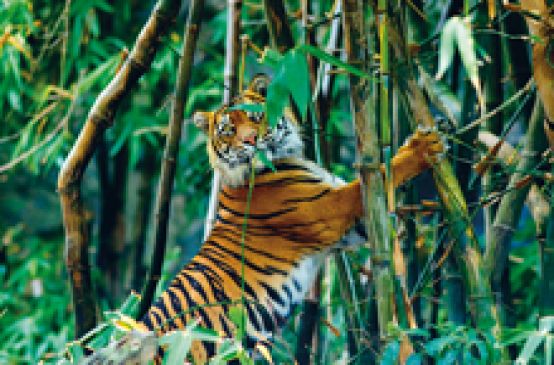 Sumatra-Tiger im Regenwald