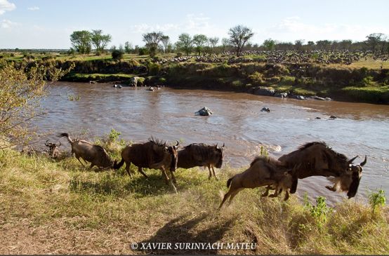 Gnus am Fluß in der Serengeti