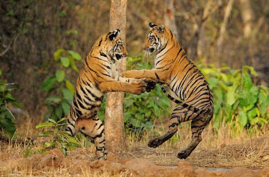 Zwei Tiger spielen und springen aneinander hoch