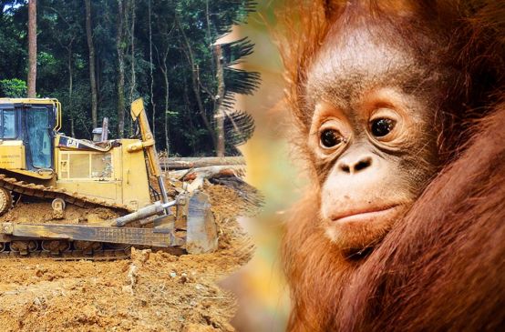 Links: Bagger auf einem gerodeten Feld / Rechts: Traurig guckendes Orang-Utan Jungtier