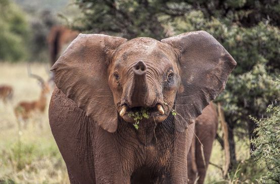 Ein junger Elefant in der Serengeti