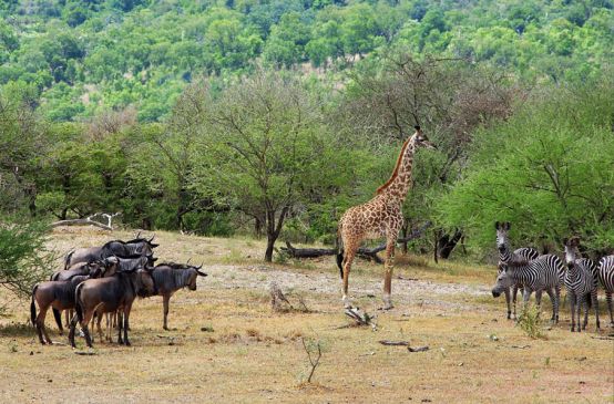 Gnus, Giraffe und Zebras stehen an einem Wasserloch im Selous Reservat