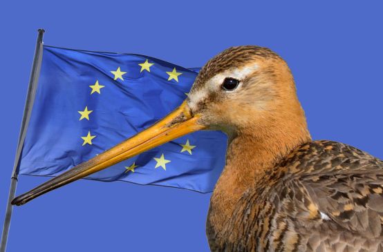Uferschnepfe und EU Flagge