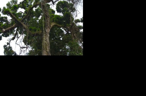 Krone eines großen Baumes in Nigeria