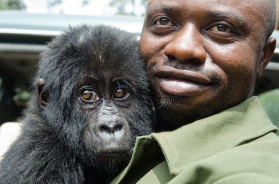 Ein Ranger hält im Nationalpark von Virunga ein Gorilla-Baby auf dem Arm