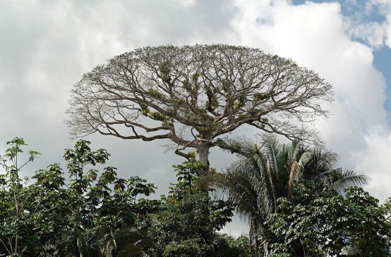 Kronendach im Yasuní-Nationalpark, Ecuador