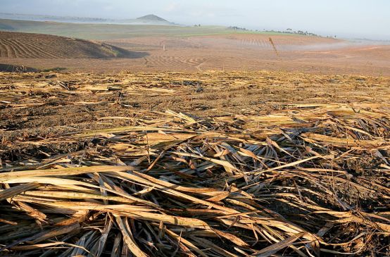 Öde Zuckerrohrplantagen dehnen sich bis zum Horizont aus