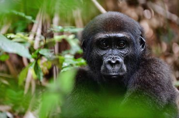 Westlicher Flachland Gorilla