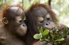 Zwei Orang-Utan-Junge spielen mit Zweig