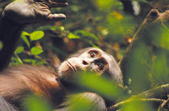 Der Schimpanse Kuba liegt im Wald und schaut nach oben