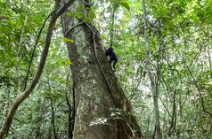 Schimpanse klettert auf einen Baum, Liberia