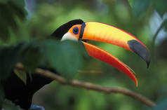 Ein Riesentukan sitzt auf einem Ast im Regenwald