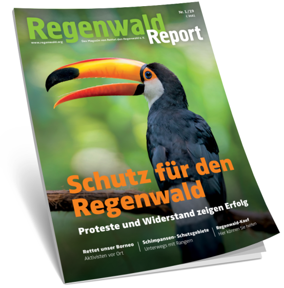 Regenwaldreport Aufmacher 1-19
