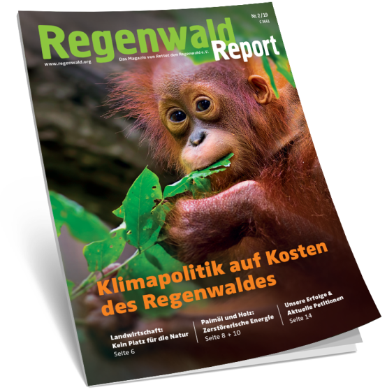 Regenwaldreport Aufmacher 2-19