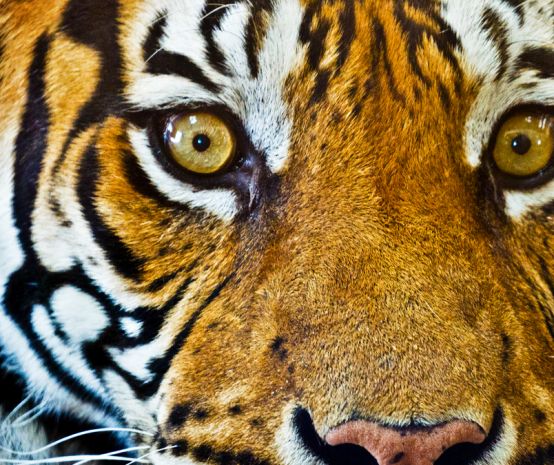 Tiger Kopf