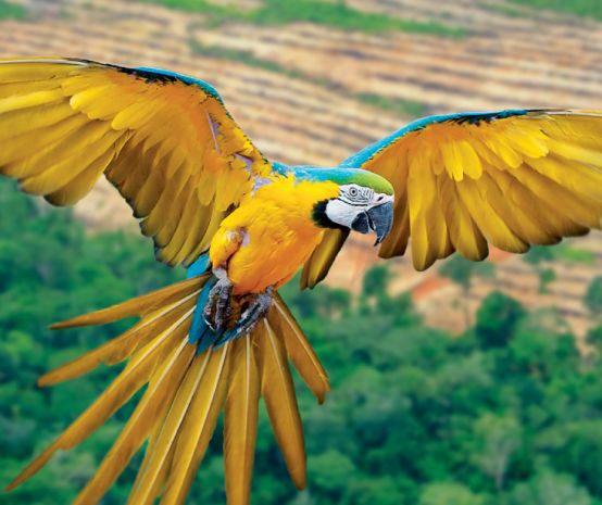 Montage: Ein Gelbbrustara fliegt über einer palmölplantage in der Luft