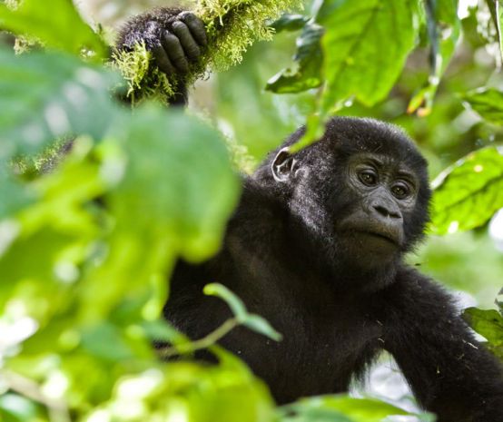 Gorilla