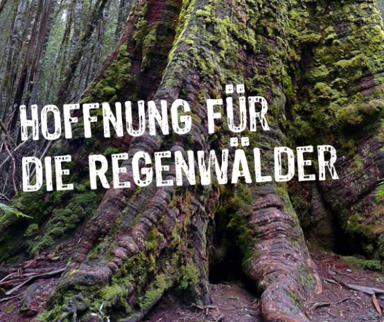 Über dem Bild des Fußes eines mächtigen Baumes steht "Hoffnung für die Regenwälder"