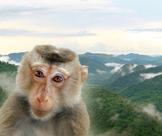 Das Bild eines Affen ist vor ein Waldfläche in Thailand montiert