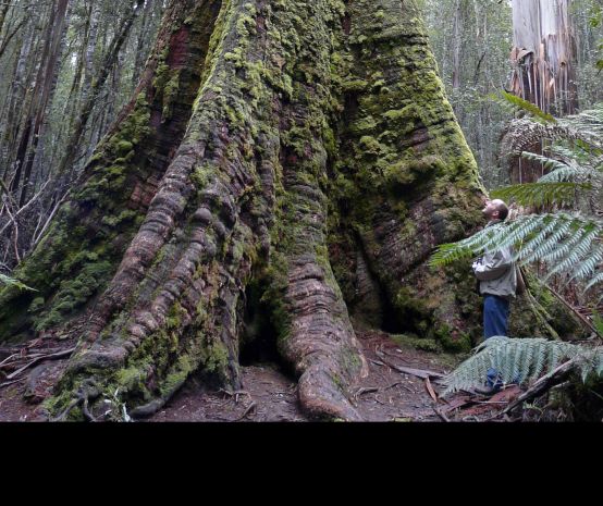 Urwaldriese Tasmanien