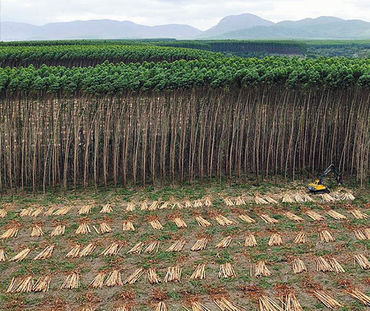 Luftbild einer Eukalyptus-Plantage in Brasilien