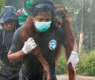 Verletzter Orang-Utan wird von Umweltschützer getragen
