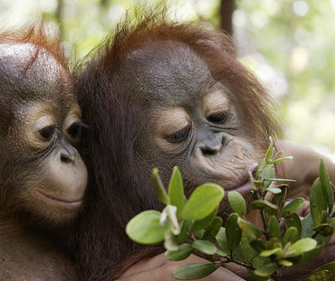 Zwei Orang-Utan-Junge spielen mit Zweig