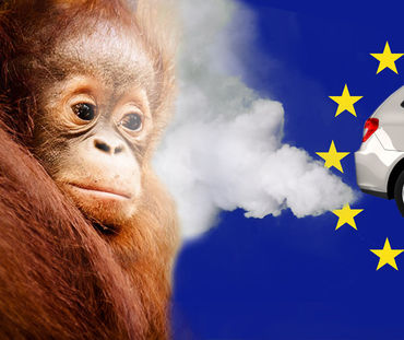 Fotomontage: Aus einem Autoauspuff vor einer EU Flagge strömen Abgase einem Orang-Utan ins Gesicht