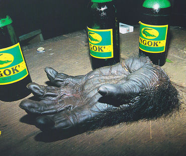 Abgehackte Gorillahand auf einem Tisch (Foto: Karl Ammann)