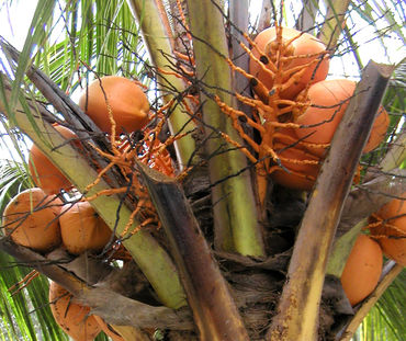 Kokosnüsse auf einer Kokospalme in Ecuador