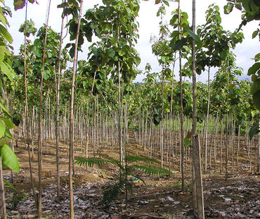 Plantage in Ecuador