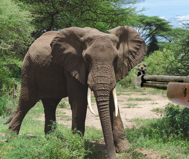 Bildmontage, bei der ein Jagdgewehr auf einen Afrikanischen Elefant zielt.