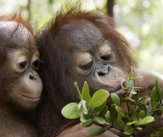 Orang-Utans leben nur noch in den Regenwäldern auf Borneo und Sumatra Zwei Orang-Utan-Junge spielen mit Zweig