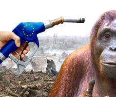 Stoppt Biosprit EU Biosprit Politik zerstört die Regenwälder
