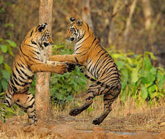 Zwei Tiger spielen und springen aneinander hoch