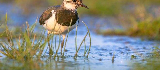 Kiebitz waten im flachen Wasser