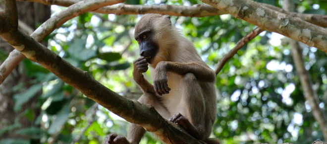 Primat auf Baum