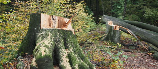 Baumstumpf im Buschbeller Wald