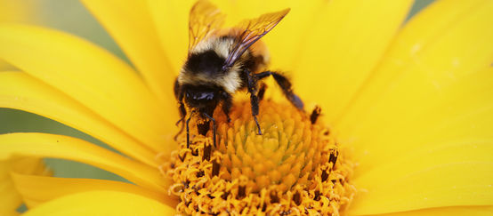 Nicht nur Bienen, auch Hummeln und andere Blüten bestäubende Insekten sind von den Nervengiften stark bedroht Eine Biene sitzt auf einer Blüte.