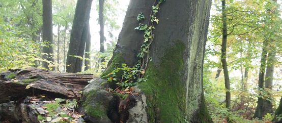 Baum im Buschbeller Wald Baum im Buschbeller Wald