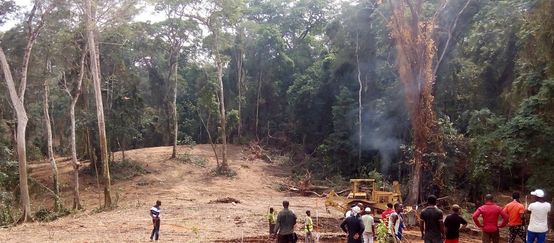Ein Bulldozer schlägt eine Schneise in den Regenwald des Cross River State, Nigeria