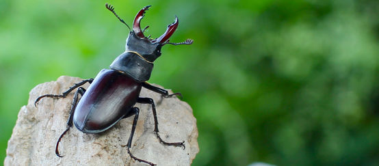 Hirschkäfer Ein Hirschkäfer sitzt auf einem Stein