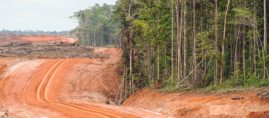 Megaplantagen in Indonesien bedrohen indigene Völker Eine breite Rodungsfläche grenzt an den Regenwald