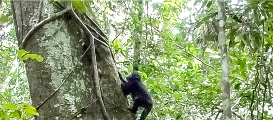 © Karine Janmaat/WCF Ein junger Schimpanse klettert auf einen Baum im Regenwald